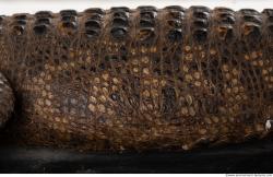 Photo Textures of Crocodil Skin